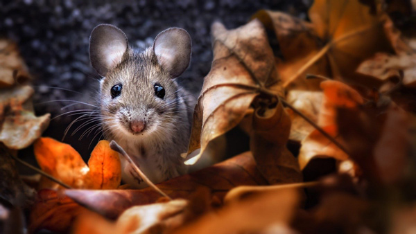 Con chuột nhỏ bé nhưng lại mang nhiều ý nghĩa về phong thủy sâu sắc